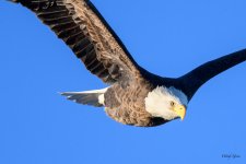 BaldCInFlight-237.jpg