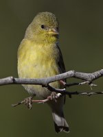 Goldfinch4.jpg