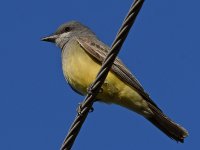 Kingbird3.jpg