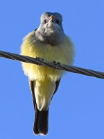 Kingbird.jpg