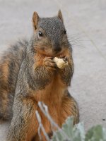 Squirrel2.jpg