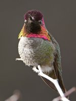 Hummer6.jpg