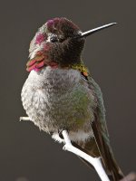 Hummer9.jpg