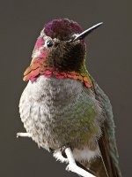 Hummer10.jpg