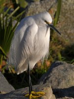 Egret.jpg