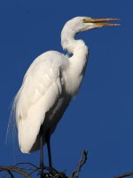 Egret8.jpg