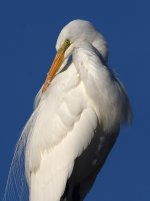 Egret9.jpg