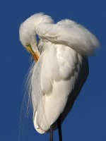 Egret10.jpg