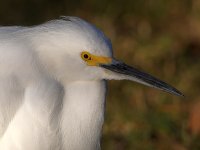 Egret5.jpg