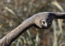 ROY_3528.JPG