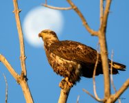 EagleMoon-200.jpg