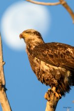 EagleMoon-201.jpg