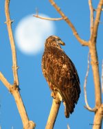 EagleMoon-202.jpg