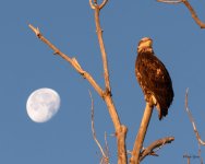 EagleMoon-203.jpg