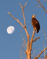 EagleMoon-204.jpg