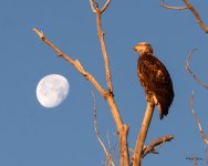 EagleMoon-205.jpg
