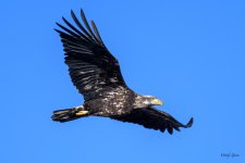 BaldInFlight-241.jpg