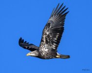 BaldInFlight-240.jpg