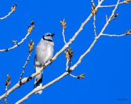 Bluejay-220.jpg