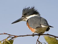 Kingfisher.jpg