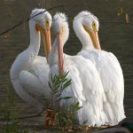 Pelicans2.jpg
