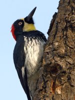 Woodpecker4.jpg