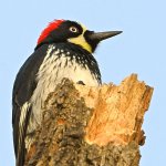Woodpecker7.jpg