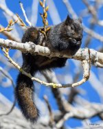 BlackSquirrel-201.jpg