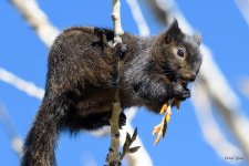 BlackSquirrel-200.jpg