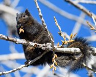 BlackSquirrel-202.jpg