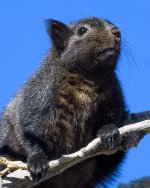 BlackSquirrel-204.jpg