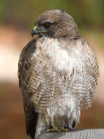 Hawk2.jpg