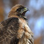 Hawk21.jpg