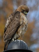 Hawk25.jpg
