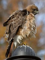 Hawk27.jpg