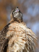 Hawk35.jpg