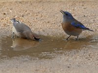 Bluebird4.jpg