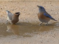 Bluebird5.jpg