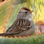 Sparrow3.jpg