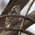 Woodpecker3.jpg