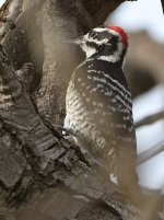 Woodpecker.jpg