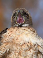 Hawk39.jpg