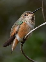 Hummer13.jpg