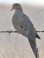 ROY_3639.JPG