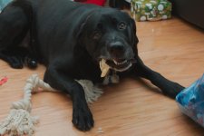 jack the paper shredder -Christmas Day 2017 Okotoks -DSC_7982-0029 - Copy-0002.jpg