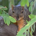 Squirrel.jpg