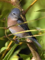 Bluebird4.jpg