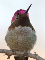 Hummer3.jpg