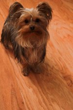 sm petshots -DSC_8717-0001.jpg