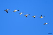 MerganserFlight-200.jpg